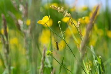 Big cranefly in a flower meadow