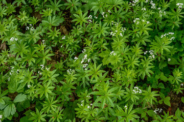 Woodruff - galium odoratum, blooming herbs .