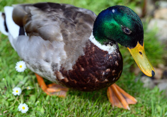 Close up view of a male mallard duck (Anas platyrhynchos) with its distinctive green head. Mallard duck seen in Kent, UK.