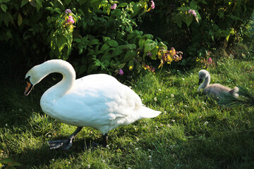 Summer idyll - mother and her chick swan