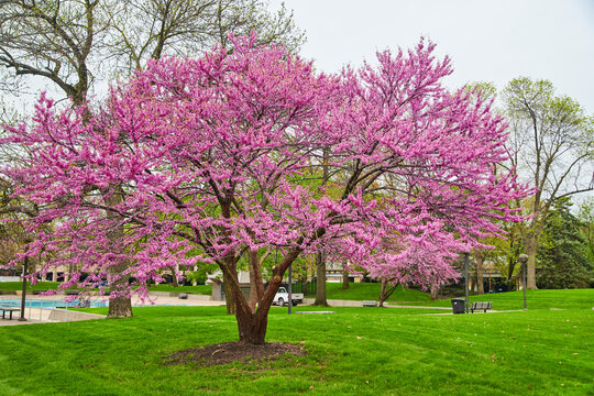 Large blossoming spring cherry tree in city park