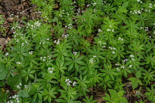 Woodruff - galium odoratum, blooming herbs .