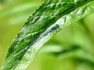 A male azure damselfly (Coenagrion puella) sitting on a green leaf.  Like dragonflies, damselflies...