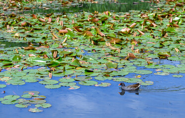 A common moorhen (Fulica chloropus) swimming across a small lake with lily pads. Moorhens are sometimes called marsh hens and are members of the rail family. Moorhen seen in Kent, UK.