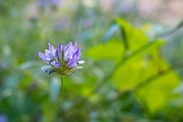 beautiful flowers and plants in their best splendor