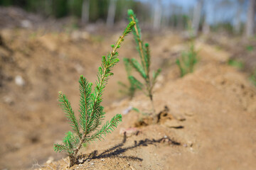 Young spruce seedlings were planted on the site of a sawn forest. Defocused background.