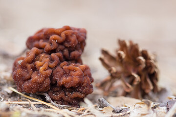 Mushroom morel close-up on a defocused background. In the background, a defocused cone. There are small grains of sand on the mushroom.