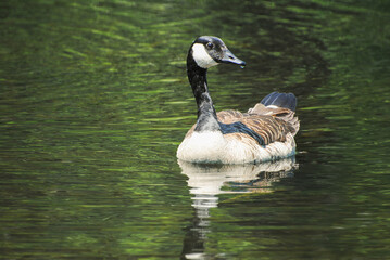 Perfect Canadian Goose Swimming with a Reflection in the Water	
