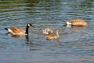 Canadian Geese Family Swimming in a Spring Pond