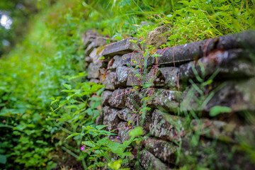 in den Weinbergen zwischen Mühlhausen und Roßwag