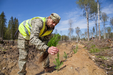 A forest worker is planting spruce seedlings in the place of a sawn forest. Real people work.