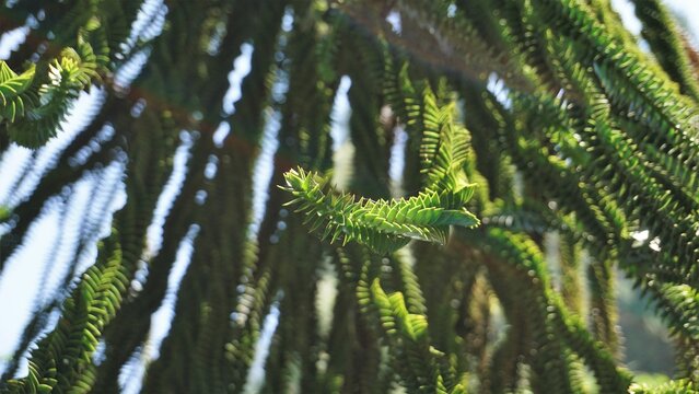 Beautiful leaves of Araucaria araucana also known as Monkey puzzle tree, Araucaria, Chilean pine etc.