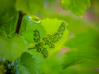 in den Weinbergen zwischen Mühlhausen und Roßwag