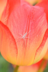 Garden spider close up on a yellow and red tulip. 