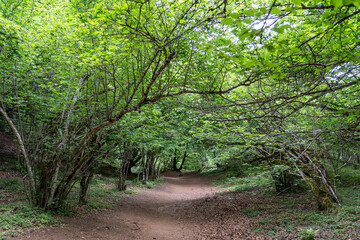 Trees in the forest of the Puy de Dome department, next to the extinct Puy de Dome volcano. Auvergne Volcanoes Regional Natural Park, France.