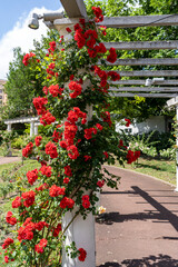 Blooming red roses in Lecoq City Park in Clermont-Ferrand, France.