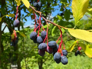 Osoberry (Oemleria cerasiformis), Indian plum, Oregonpflaume, Oregon-Pflaume, Oemléria...