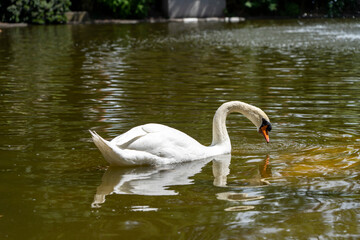 Fototapeta premium A pond in the park and a swan floating on the water, close-up. Lecoq City Park in Clermont-Ferrand, France.