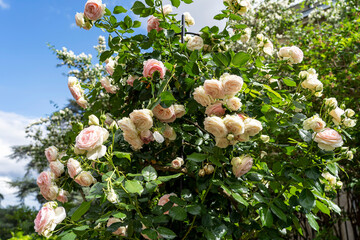 Blooming rose bush in Lecoq City Park in Clermont-Ferrand, France.