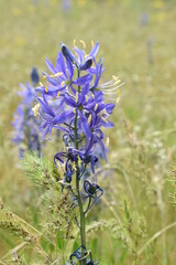 Wildflowers camassia quamash in field. 