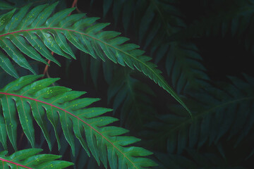 Green Leaves of Oriental Chain Ferns, Woodwardia orientalis Sw. in Dark Tone Color as Natural Pattern Background