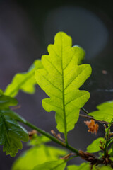 leaves on an oak tree