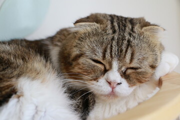 Brown and white cat lying on the floor,Close up cat selective focus face cat.	