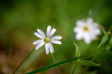 greater stitchwort, greater starwort addersmeat (Rabelera holostea)