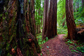 Obraz premium Hiking path winding around Redwood trees in forest