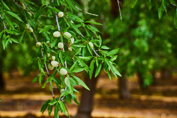 Branch with almonds growing in farm