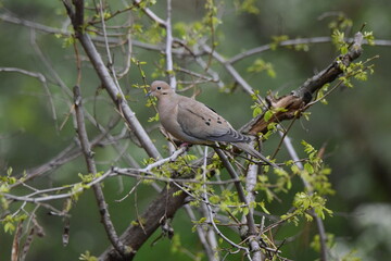 Mourning dove perched on tree with blooming leaves. 