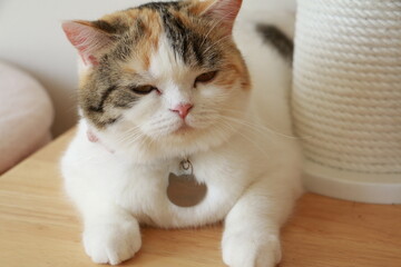 Brown and white cat lying on the floor,Close up cat selective focus face cat.