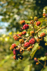 Wild green raspberry bushes