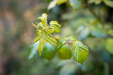 beautiful flowers and plants in their best splendor