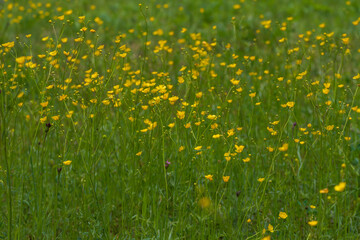 Yellow flower small flowers in the green grass.