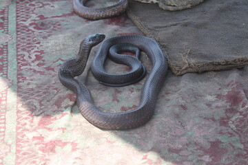 close up of a snake