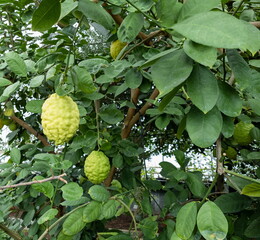 Large ripe lemon fruits with a rough peel are hanging on a branch of a citrus tree in the garden. Citrus medica citron.