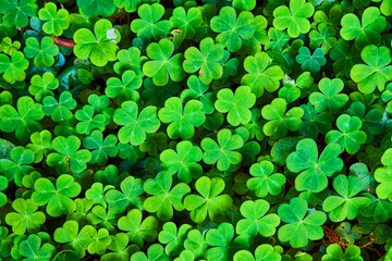 Forest texture asset of three leaf clovers covering ground
