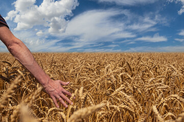 Male Hand and wheat against sky background
