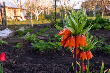 Fritillaria imperialis orange bell flower with green leaves close up