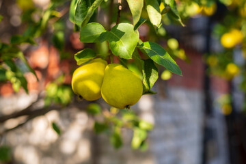 Two pears hang on a tree branch. Selective focus on a pear against the backdrop of beautiful bokeh