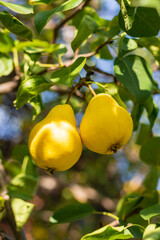 Two pears hang on a tree branch. Selective focus on a pear against the backdrop of beautiful bokeh