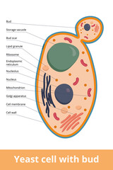 Detailed scheme of yeast cell with bud and scar. Yeast cell ad basic representation of fungus cell.