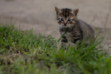 cat in grass