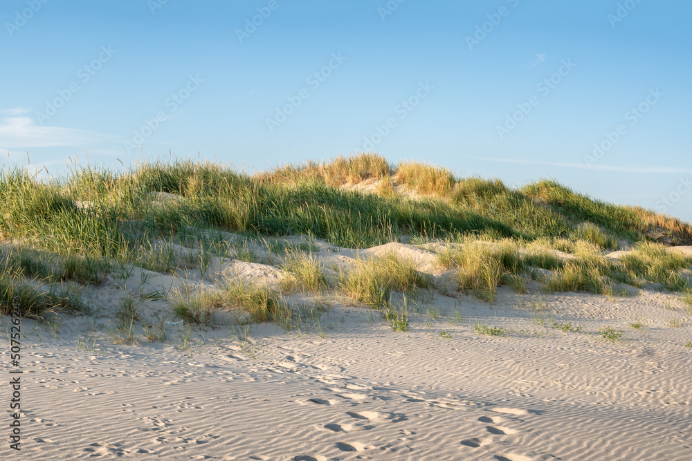 Wall mural dune beach with dune grass along the coast