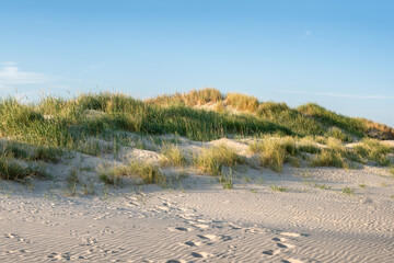 Dune beach with dune grass along the coast