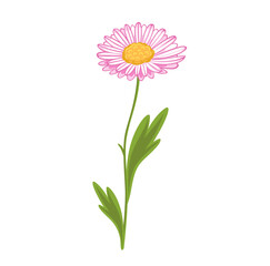 Daisy or chamomile pink flower. Botanical flat decorative element. Vector hand drawn illustration, isolated on white background.