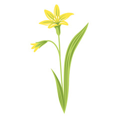 Gagea lutea wild flower. Yellow Star-of-Bethlehem plant. Botanical vector illustration, isolated on white background. Hand drawn flat decorative element.