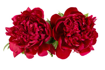 Two beautiful red peony flowers isolated on white background