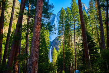 Frosty April Yosemite Falls between pine trees